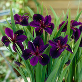 Iris violapurpurea black gamecock